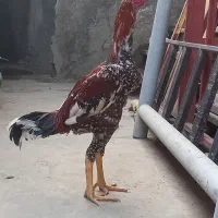 تخم مرغ لاری افغان اصل