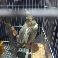 عروس هلندی