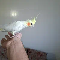 عروس هلندی نر یک ساله