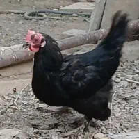 مرغ مرندی
