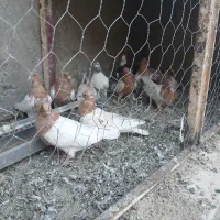 12تا کفتر