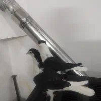 جوجه ساده کاکلی