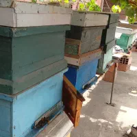 کندو زنبور کارنیکا