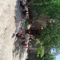 فروش خروس رسمی ولاری