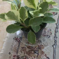 گلهای شاداب وزیبا