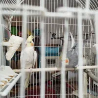 جفت عروس هلندی مواد سخنگو