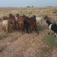 بزو بیگ