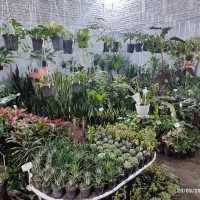 طراحی اجرای فضای سبز باغچه و انواع گل آپارتمانی