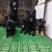 سگ ژرمن