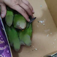 چهارتا جوجه برزیلی
