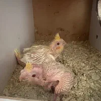 جوجه سرلاکی عروس هلندی