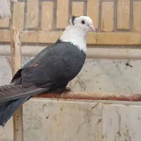 کبوترگمشده