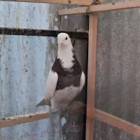کبوتر طوقی