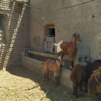 دو تا بز