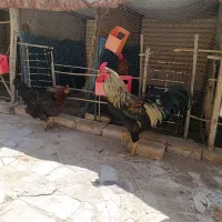 خروس محلی