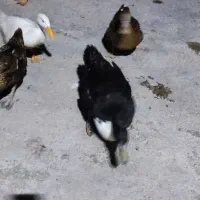 اردک
