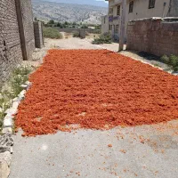 فروش تفاله گرجه