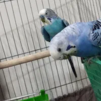یک جفت مرغ عشق رنگ خاص با ۴ جوجه و لانه کامل