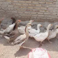 غاز