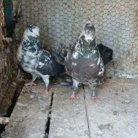 کفتر خوب و پرشی