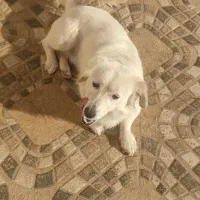 سگ اشپیتز معاوضه با مرغ