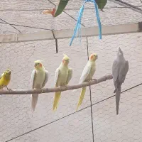 هلندی عروس ( فوری)