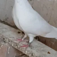 کبوتر ماده تیر ماهی