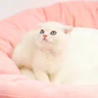 گربه اسکاتیش  هم بازی کوچک