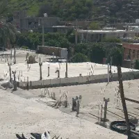 کبوتر پلاکی