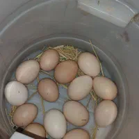 ۳۰ عدد تخم مرغ محلی نژاددار پاپر ریشو