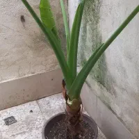گل بابا ادم