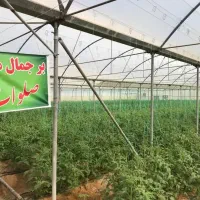 فروش-زمین-و-گلخانه