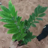 زامفولیا سبز ۵۹۰