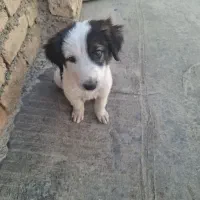 سگ نژاد ترکیبی