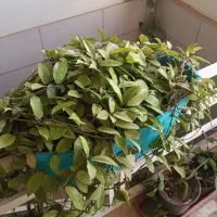 گیاه خاص هویا کارنوزا
