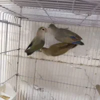 کوتوله برزیلی3عدد نر مست مست.1500