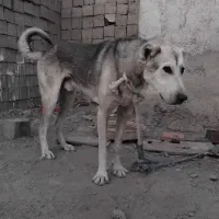 سگ سرابی