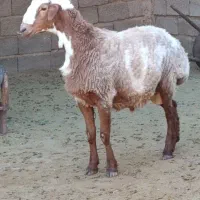 بره قوچ چاق نژاد دار کیلویی 680