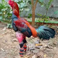 بار جوجه لاری امسال شارژ شد