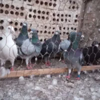 کفتر