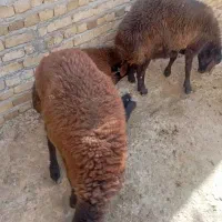بره نر