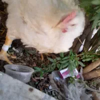 مرغ