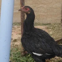 مرغ و خروس لاری