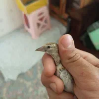 جوجه سهره نر