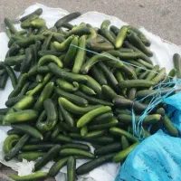 خیار