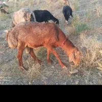 بره قوچ چینی