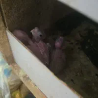 جوجه عروس سفید سرلاکی دستی میبد