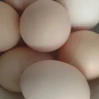تخم مرغ محلی
