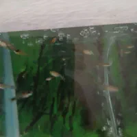 بچه ماهی گوپی