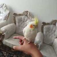 عروس هلندی نر و ماده سالم